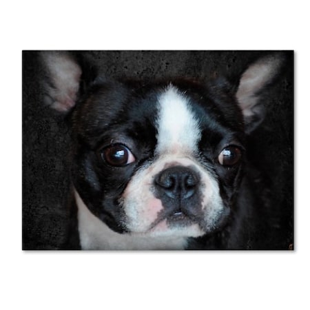 Jai Johnson 'Boston Terrier Portrait' Canvas Art,18x24